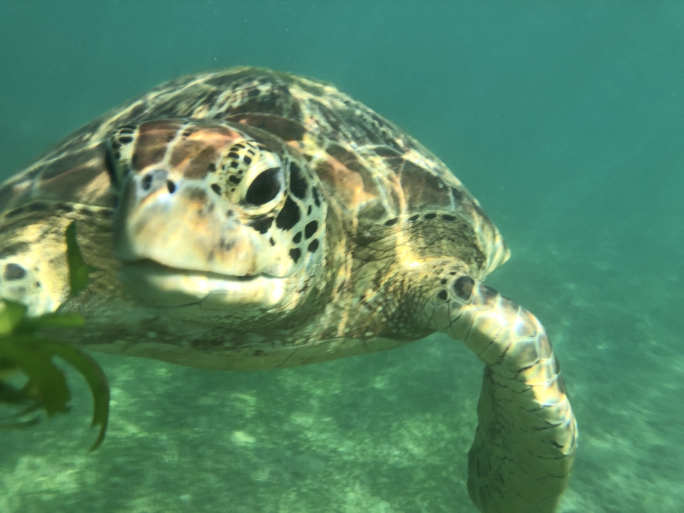 Photo sous-marine d'une tortue qui nage.