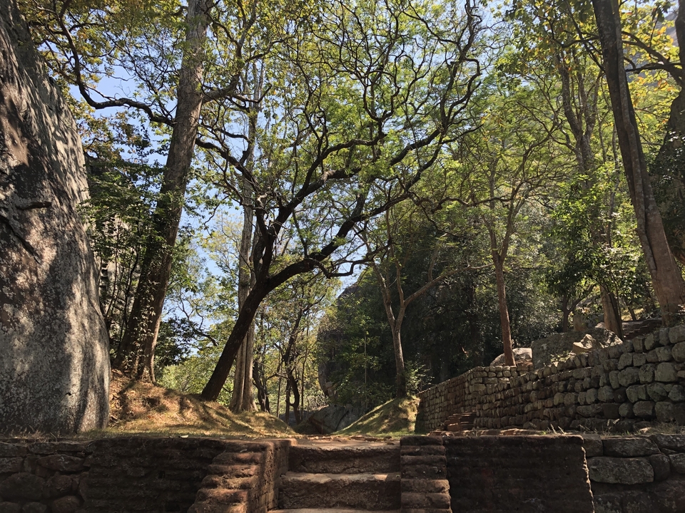 Sentier à travers une forêt avec la lumière du soleil filtrant à travers les arbres.