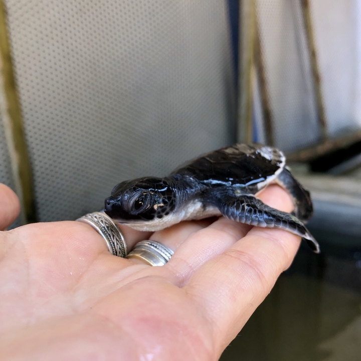 Petite tortue se reposant sur la main d'une personne.