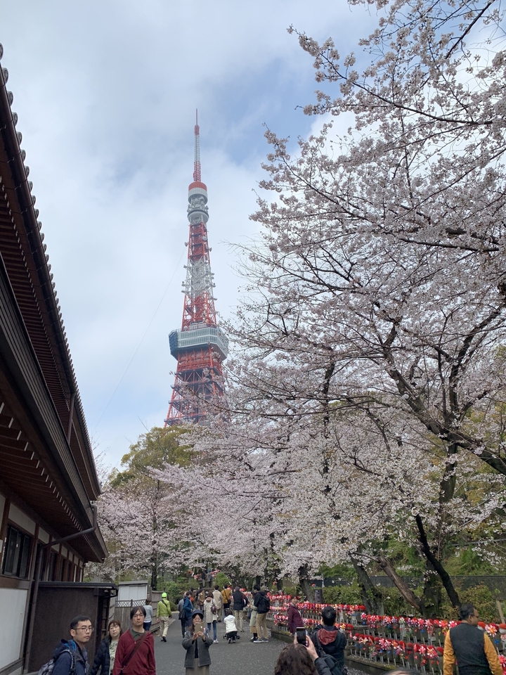 Tokyo Tower with blooming cherry blossom trees