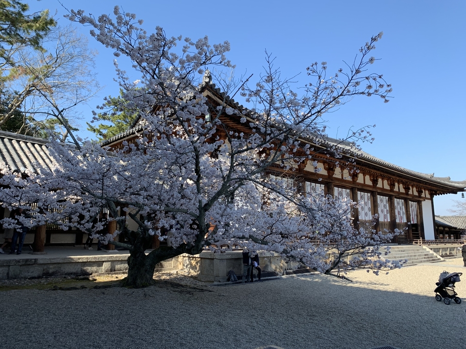 Traditional Japanese building with cherry blossoms