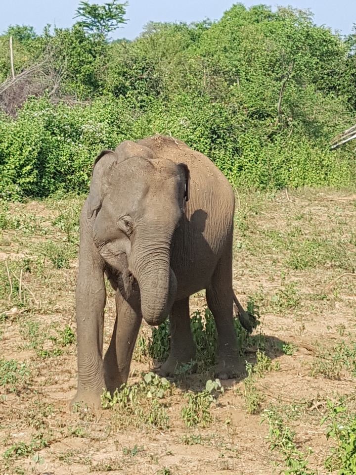 Gros plan d'un jeune éléphant dans un champ vert