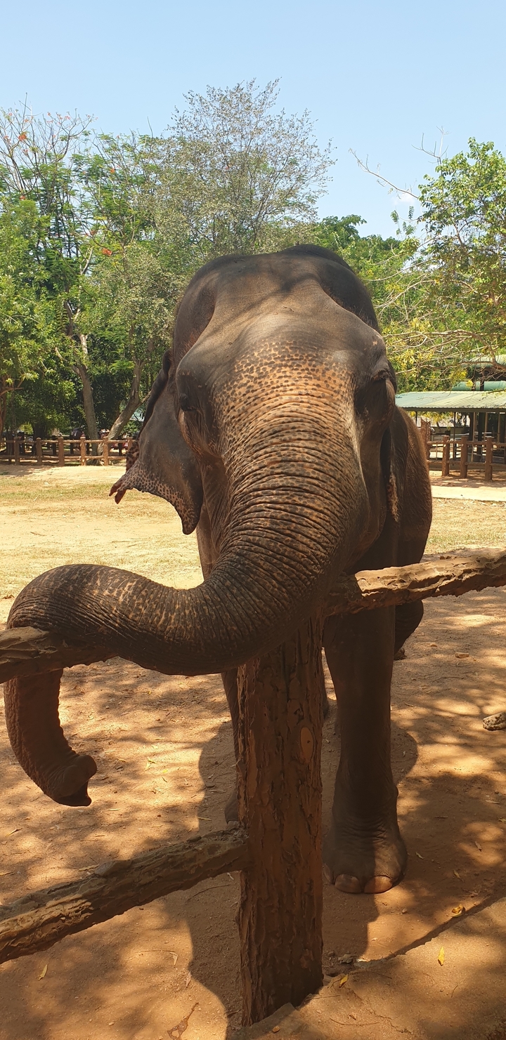 Gros plan d'un éléphant qui s'appuie contre une clôture en bois.