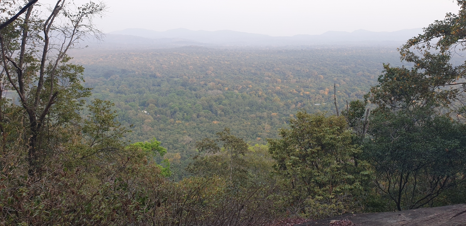 Vue panoramique d'une vaste forêt avec des montagnes en arrière-plan.