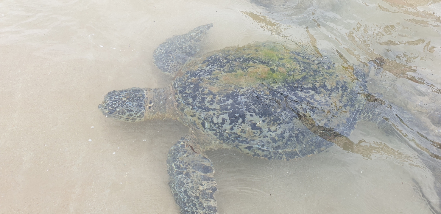 Tortue nageant dans des eaux claires près du rivage.