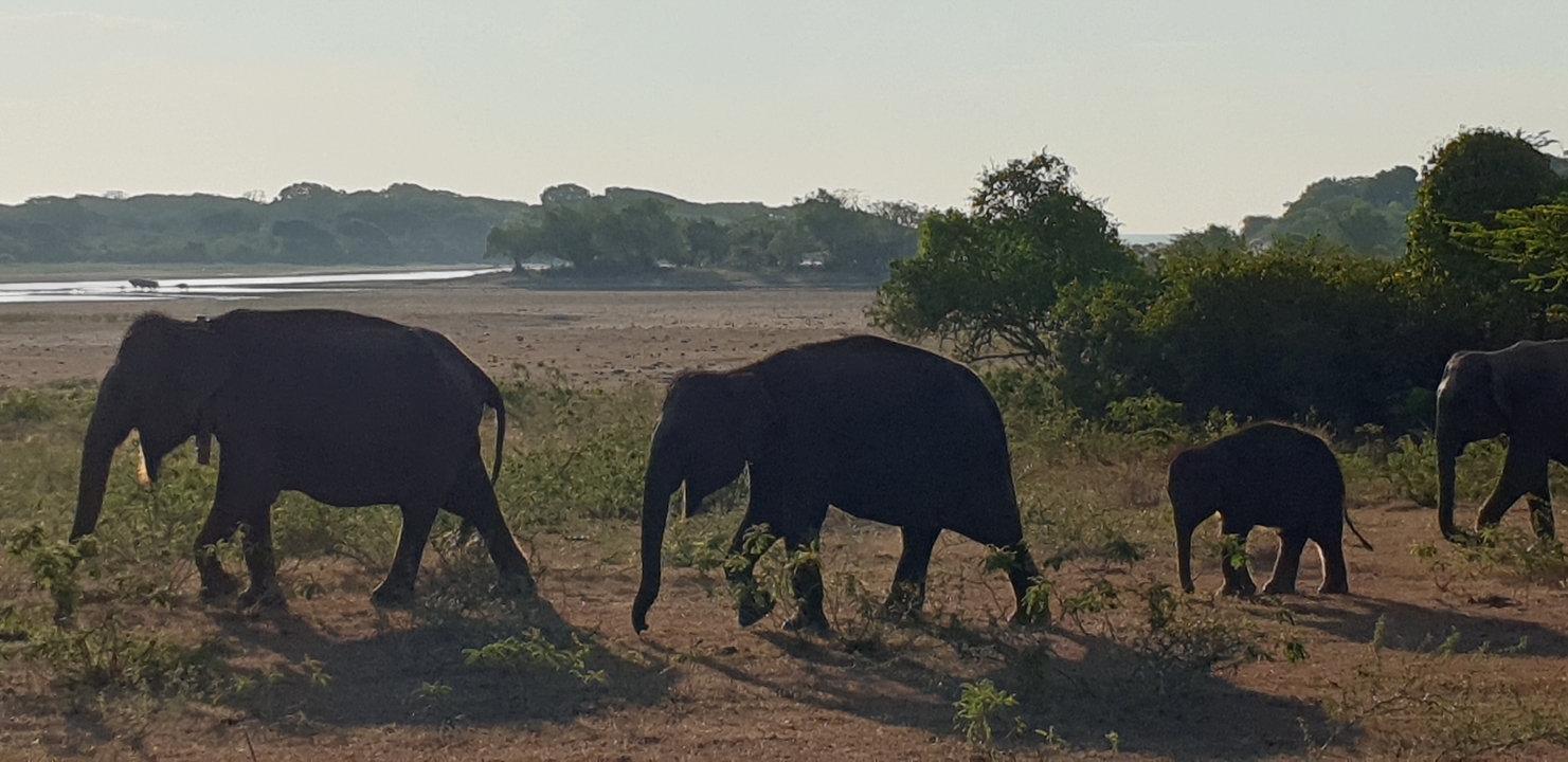 Silhouette d'éléphants marchant dans un cadre naturel.