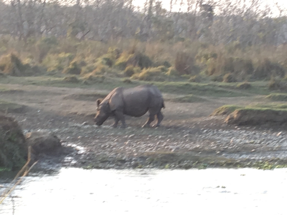 Un rhinocéros debout près d'un point d'eau.