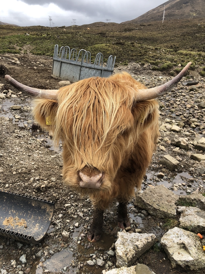Gros plan d'une vache Highland.
