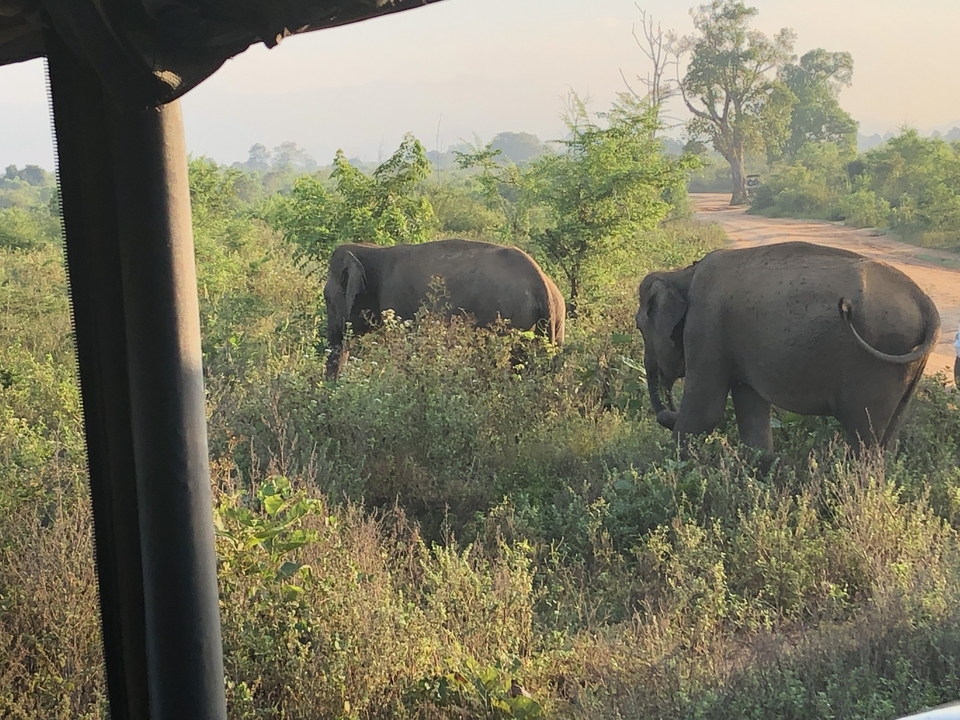 Deux éléphants broutant près d'un chemin de terre entouré de verdure.