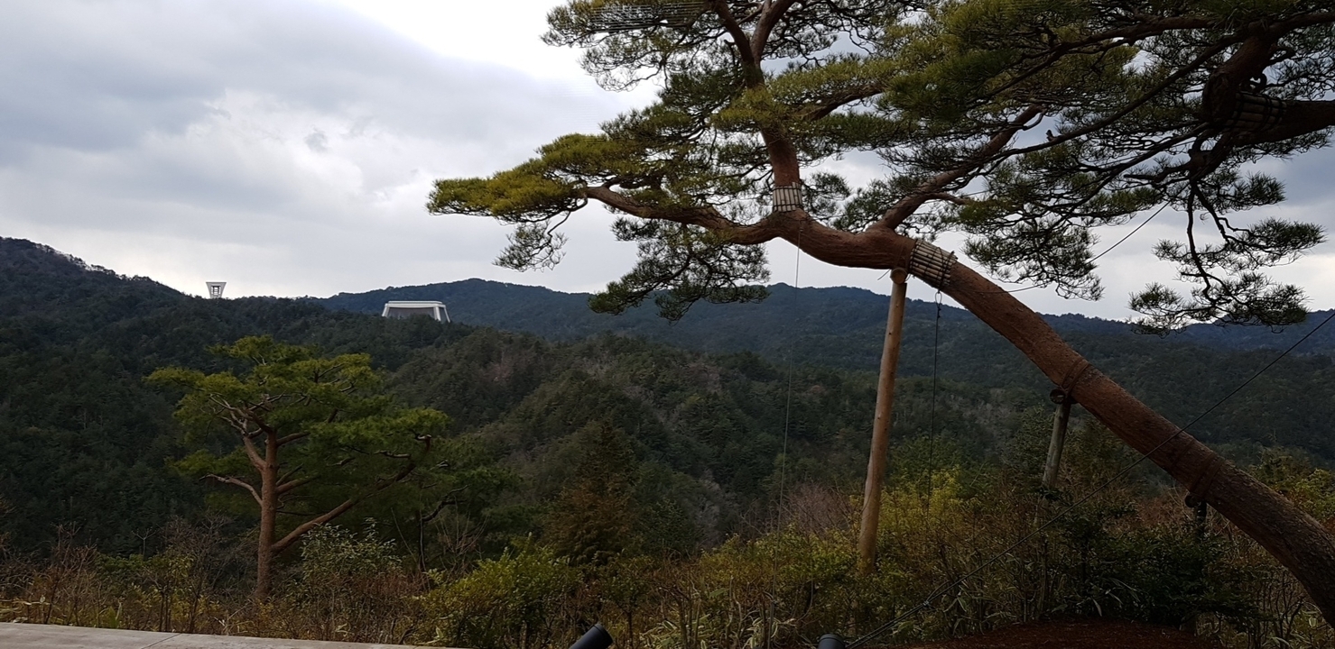 Paysage de montagne avec un grand pin surplombant une vallée.
