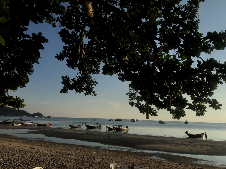 Scenic view of boats on a calm sea under a tree's shade.