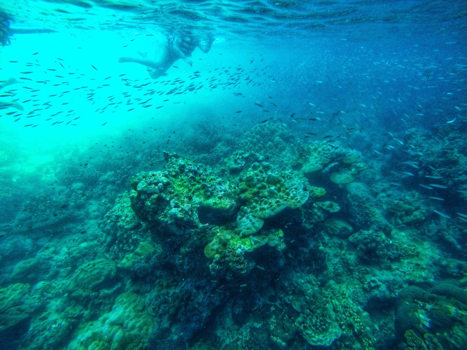 Underwater shot of coral reef with a diver.
