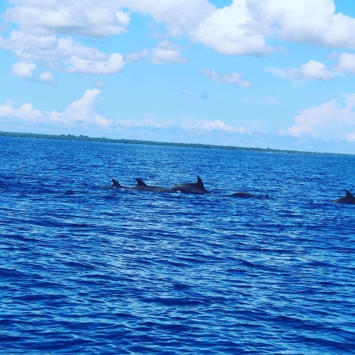 Dauphins nageant dans l'océan