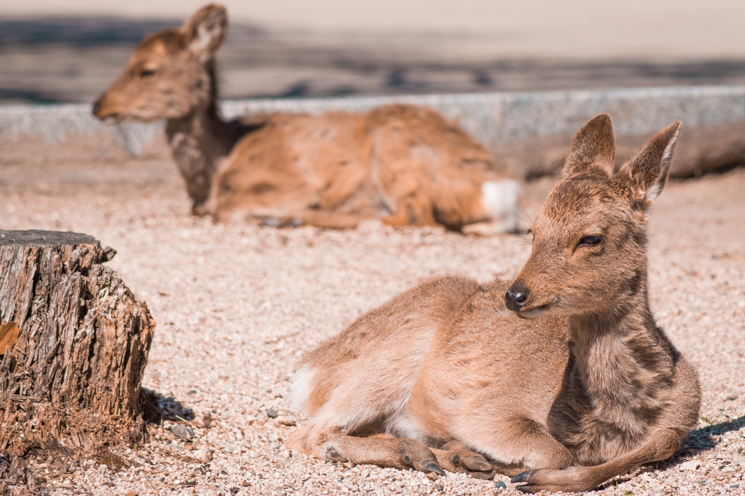 Cerf au repos sur un sol sablonneux dans un parc.