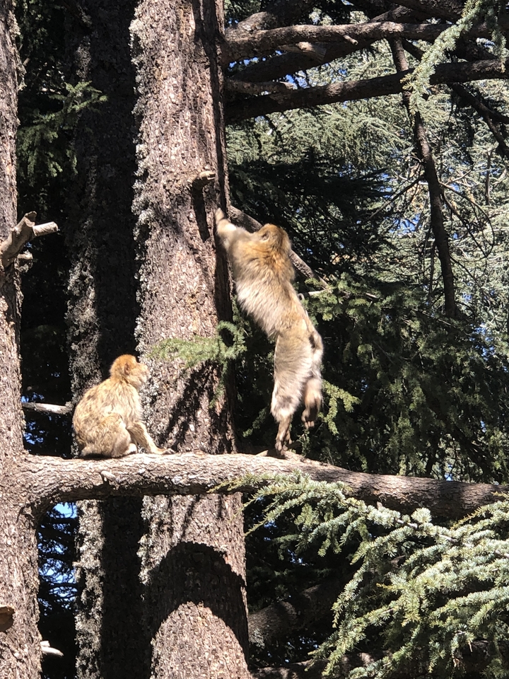 Deux singes grimpant et assis sur un arbre.
