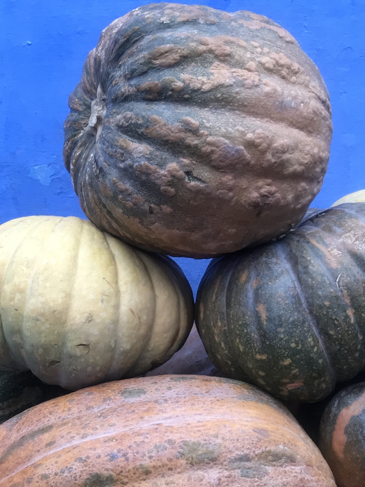 Gros plan de trois grandes courges contre un mur bleu.