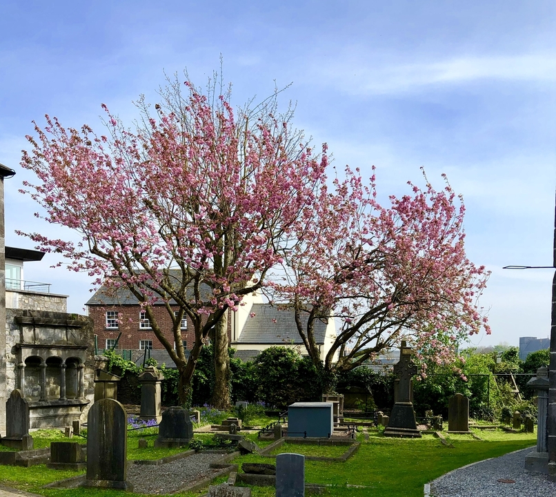 Cerisiers en fleurs en pleine floraison avec un bâtiment en arrière-plan.