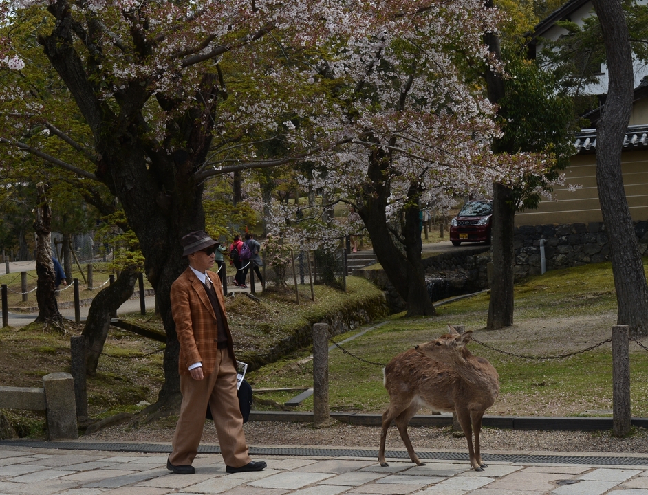 Homme marchant devant un cerf sous des cerisiers en fleurs.