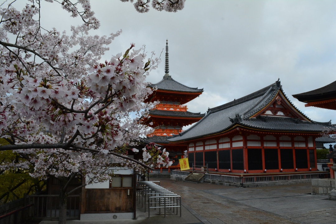 Temple japonais traditionnel avec des fleurs de cerisier au premier plan.