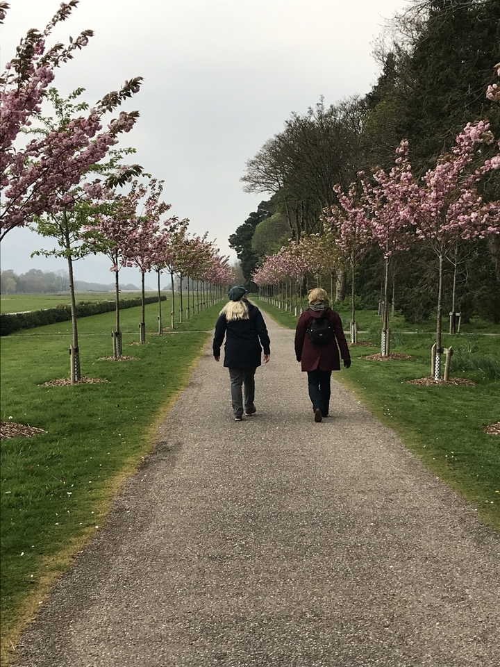 Deux personnes marchant sous une rangée d'arbres en fleurs.