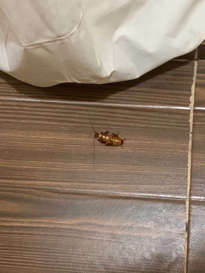 Gros plan d'un insecte sur un sol carrelé.