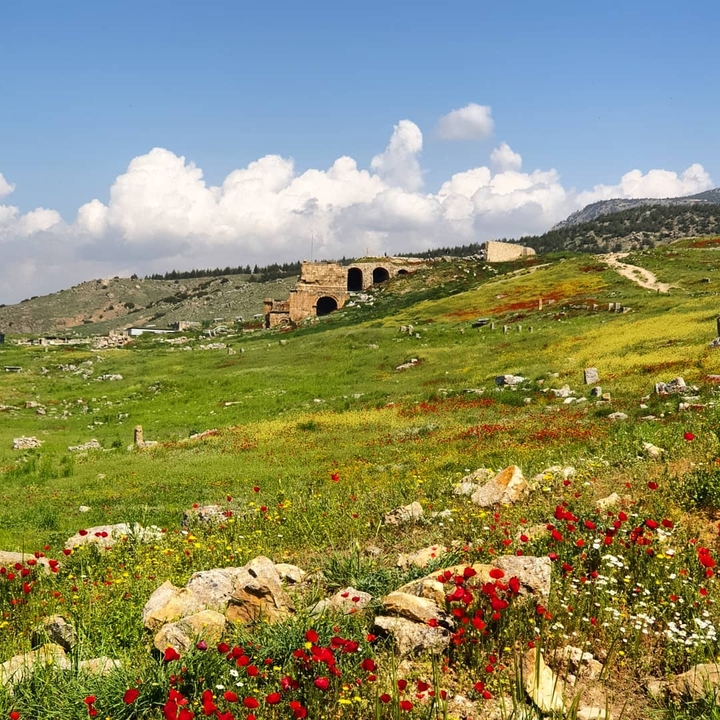 Champ de fleurs sauvages avec des ruines au loin.