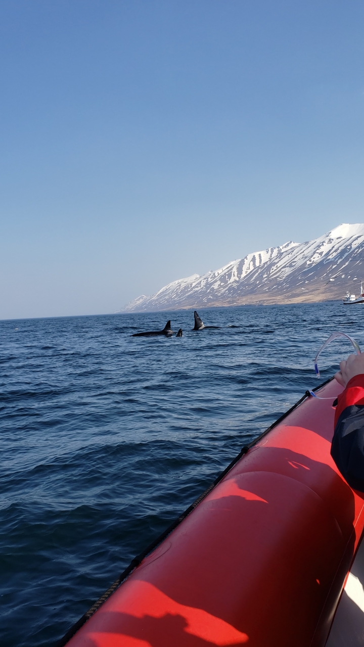 Pod of orcas swimming near a boat with mountains in the background.