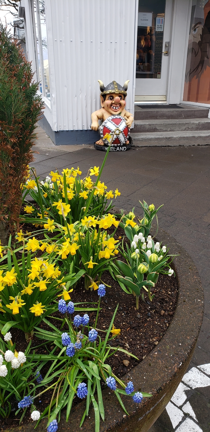 Yellow flowers and tulips in a garden setting.