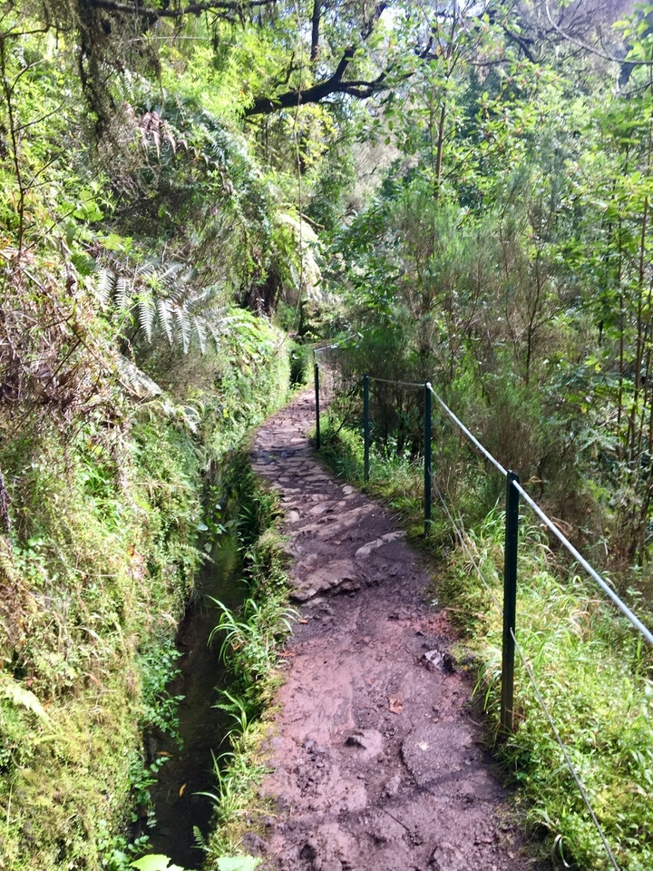 Un sentier rocheux à travers une végétation luxuriante.