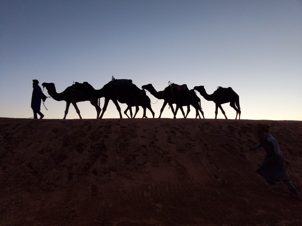 Une silhouette de chameaux menés à travers le désert au coucher du soleil.