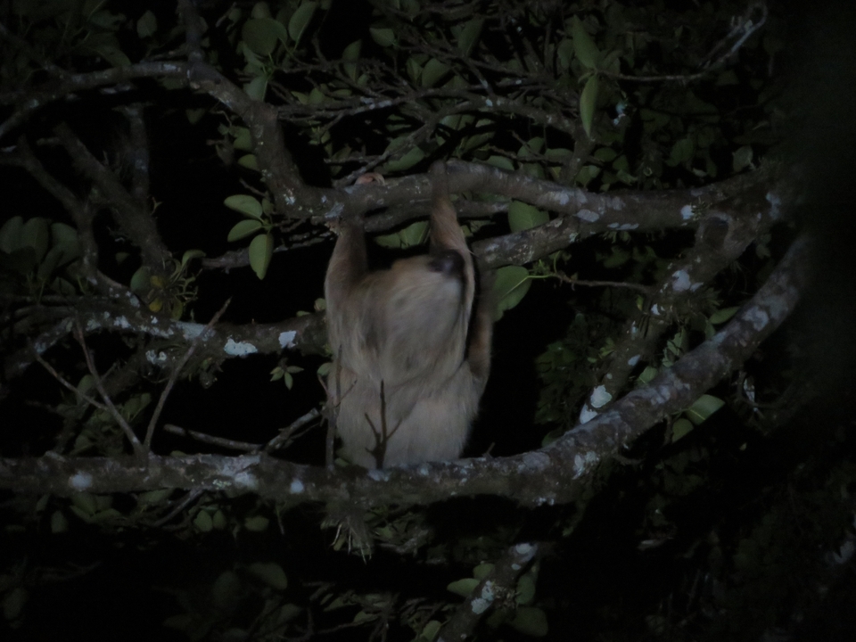Image floue d'un paresseux suspendu à une branche d'arbre la nuit.