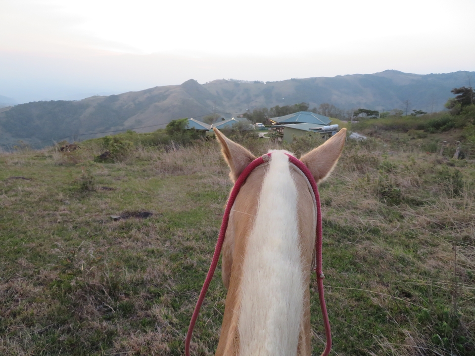 Vue d'un cheval sur un paysage vallonné avec des bâtiments.