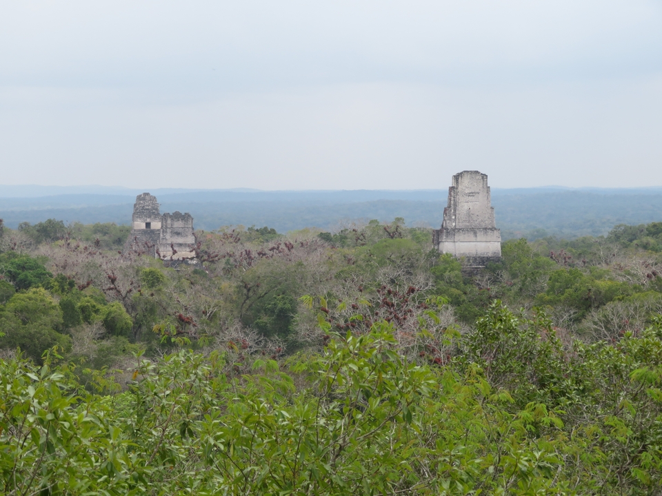 Vue des ruines mayas antiques émergeant d'une jungle dense.