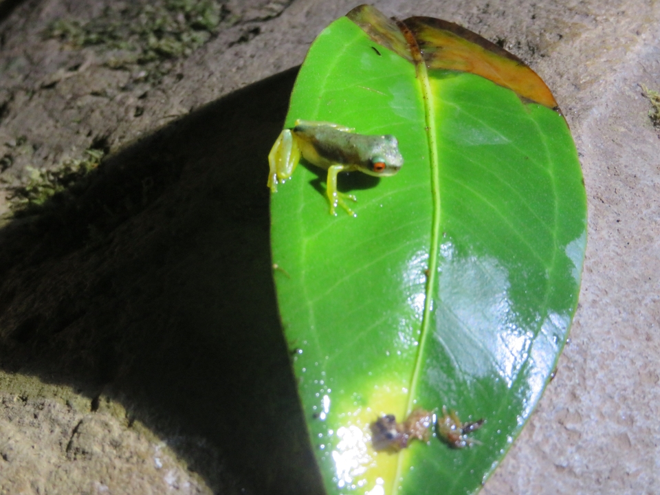 Petite grenouille sur une feuille la nuit.