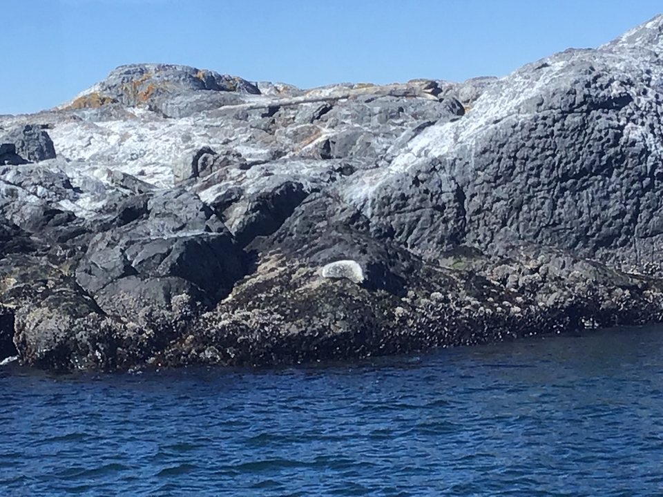 Formation rocheuse côtière avec un phoque se prélassant au soleil.