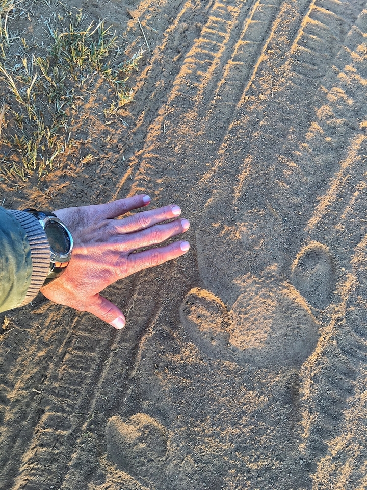 Main au sol près de traces d'animaux sur terrain sablonneux