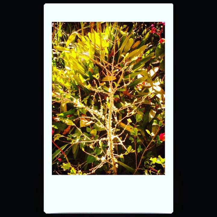 A close-up of a thorny plant with sunlight filtering through leaves.
