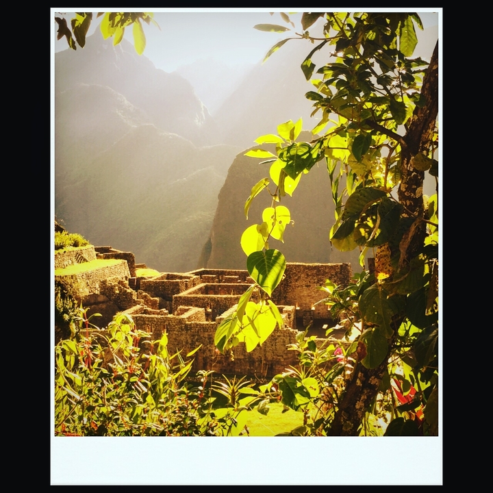 A view of Machu Picchu with leaves in the foreground.