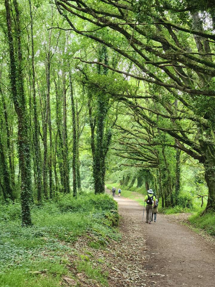 Sentier bordé d'arbres avec des randonneurs au loin.