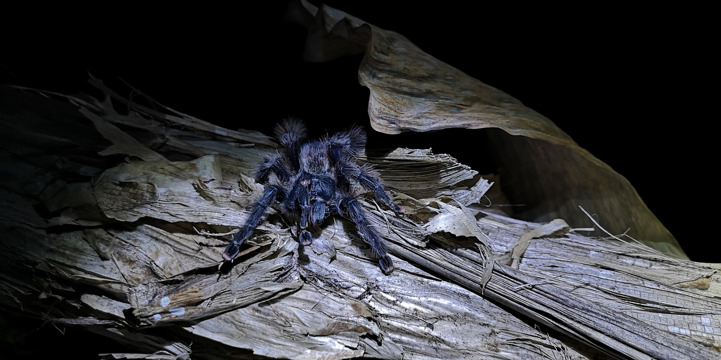 Tarentule sur des feuilles séchées la nuit.