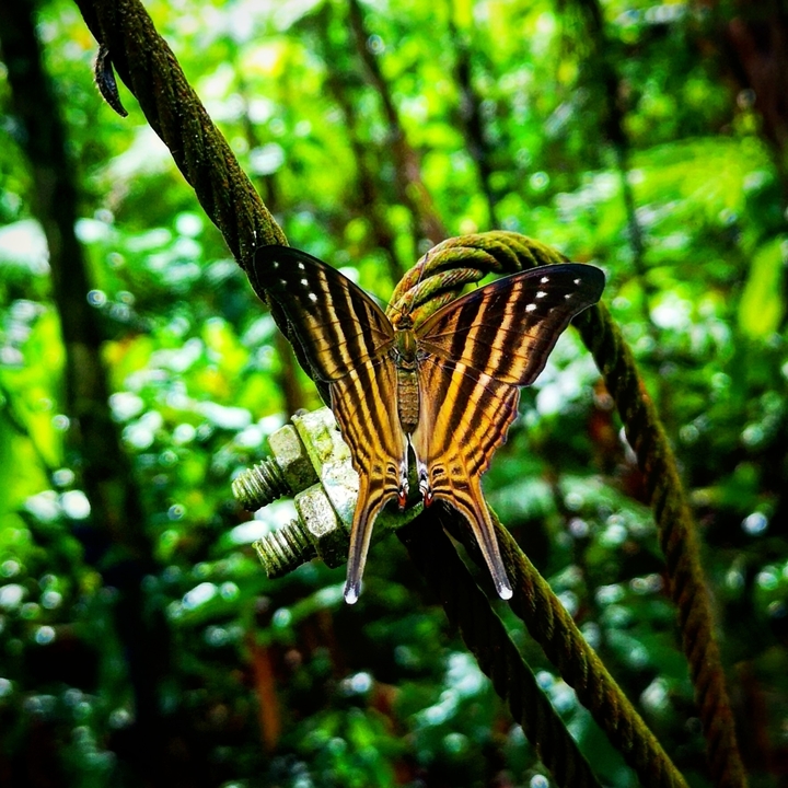 Gros plan d'un papillon perché sur un fil de fer torsadé.