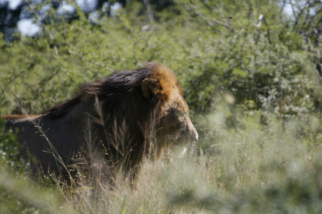 Un lion dans un environnement naturel de savane.