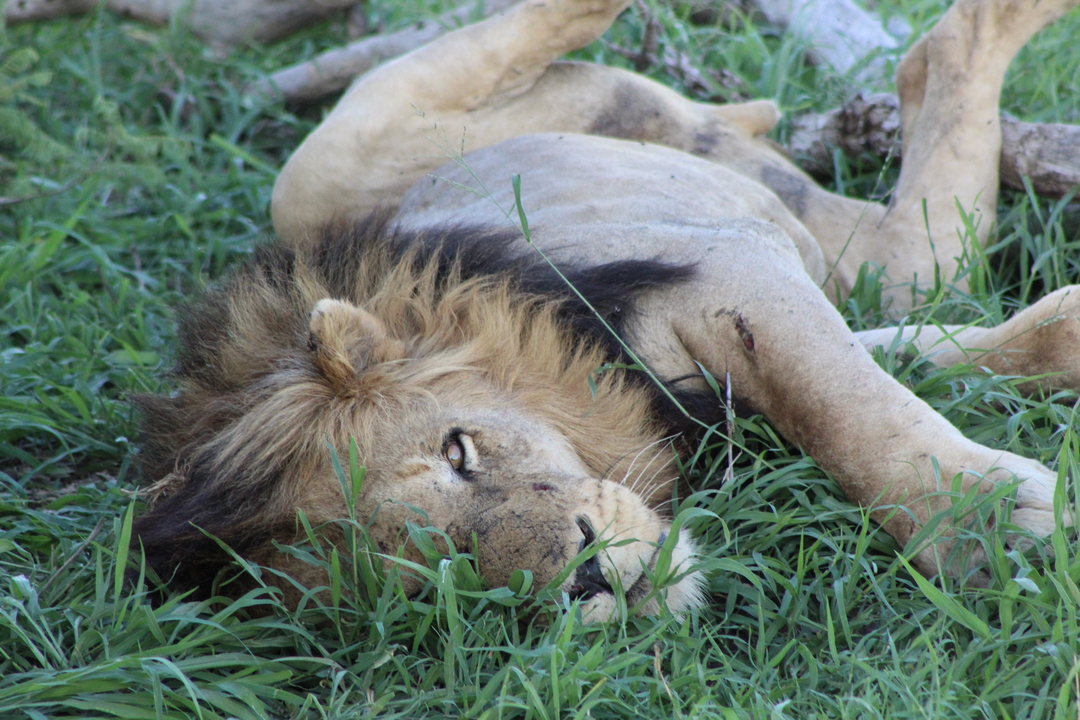 Un lion couché dans l'herbe.