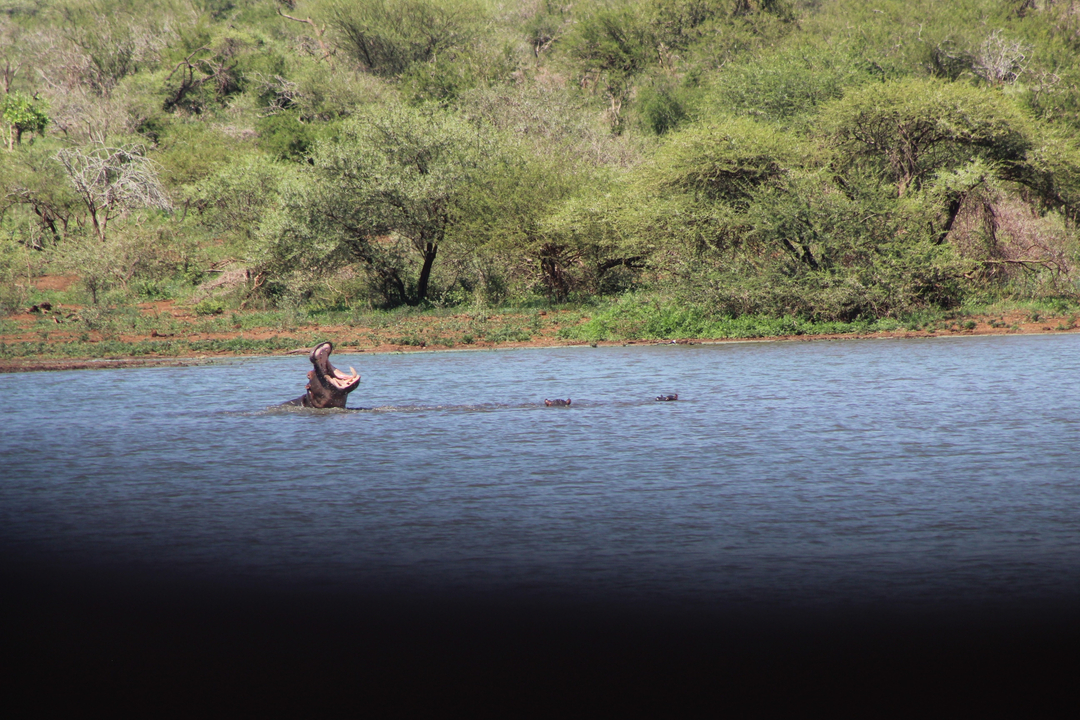 Un hippopotame avec la bouche ouverte dans un point d'eau.