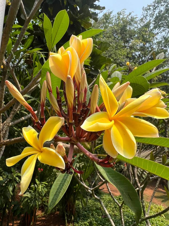 Gros plan de fleurs de frangipanier jaunes.