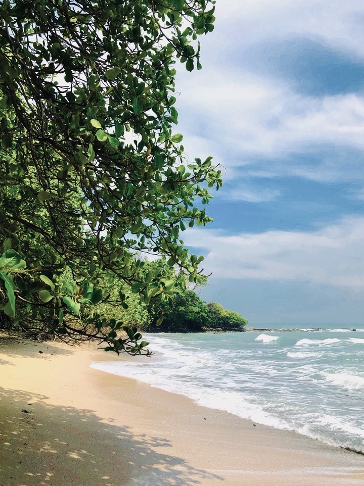 Plage tropicale avec des arbres et des vagues océaniques.