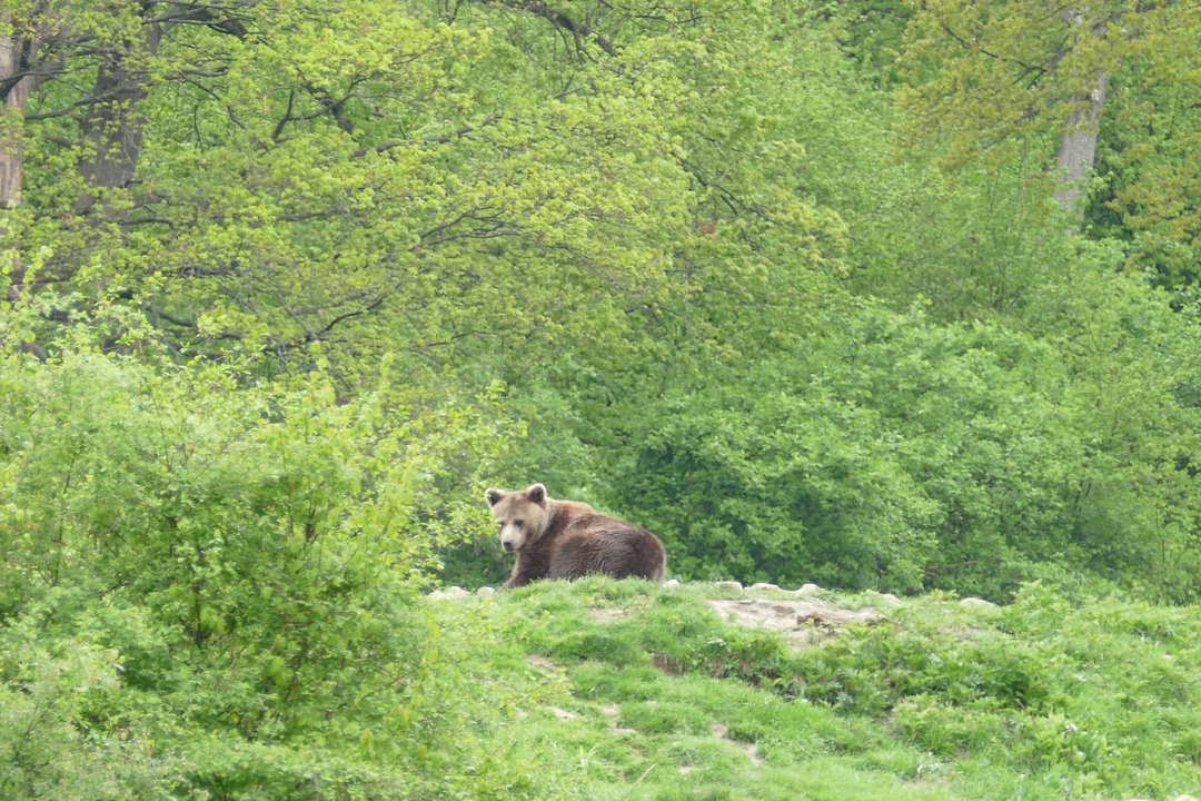Ours se reposant dans un paysage verdoyant.