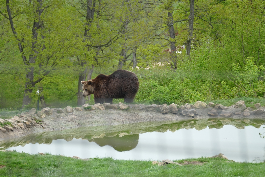 Ours près d'un étang dans une zone boisée.