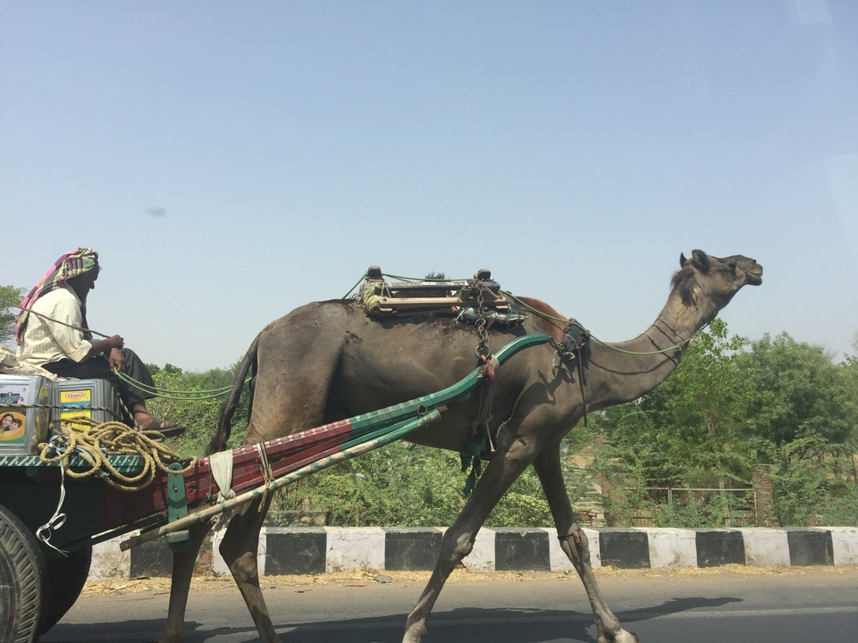 Un chameau tirant une charrette avec une personne dessus par une journée ensoleillée.