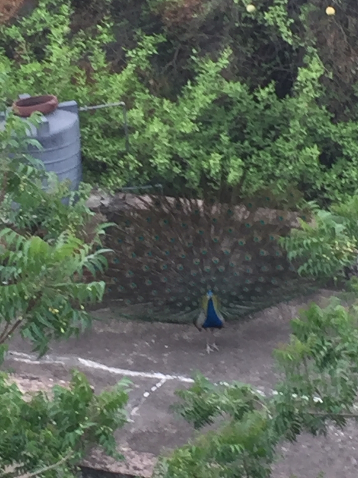 Paon déployant ses plumes dans un jardin.